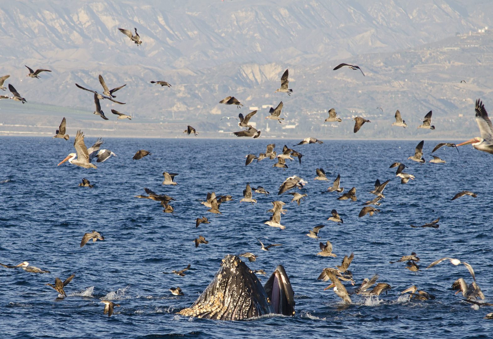 Photo of Humpback Whale Feeding in Santa Barbara Channel
