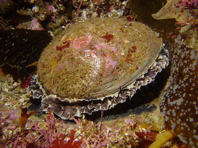 Protected green abalone (Haliotis fulgens) from California's Channel Islands