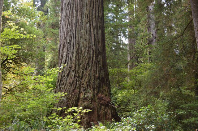 One of the largest trees on Earth: Old-growth redwood in Jedediah Smith Redwoods State Park, California
