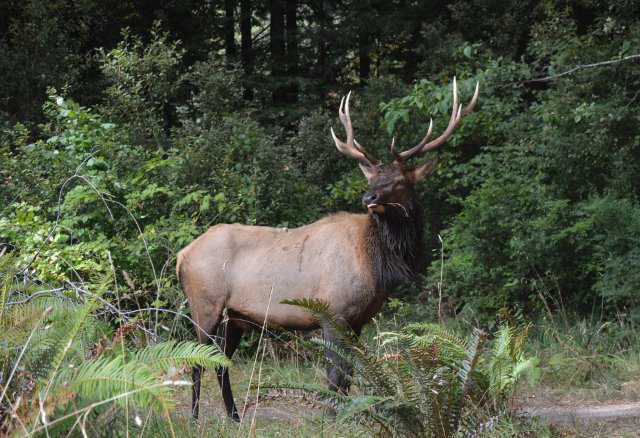 Roosevelt elk at Redwood National and State Parks