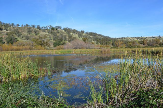 Wetland at east end of riparian trail, Battle Creek Wildlife Area