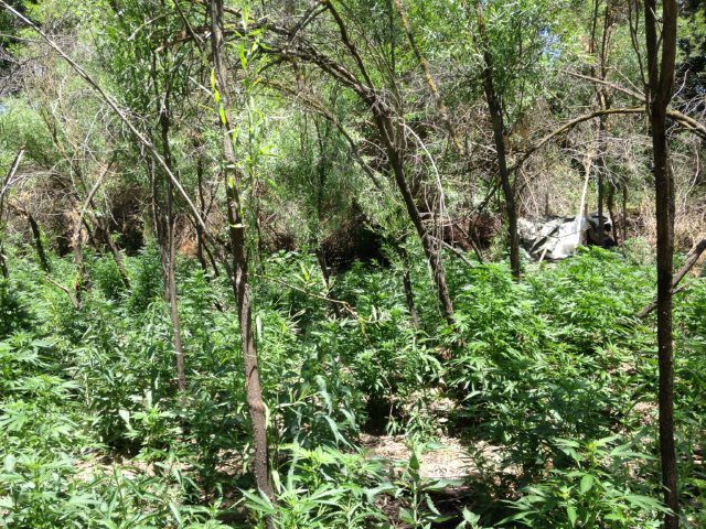 Part of an illegal marijuana grow photographed by California Department of Fish and Game Captain Patrick Foy