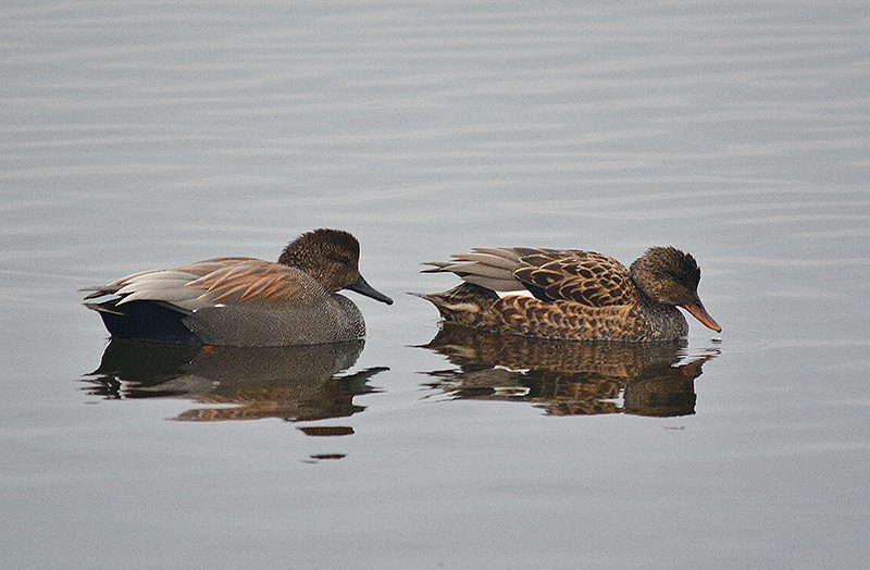 Gadwall drakes lack the bright colors of other male ducks but can always be identified by their yellow feet and white speculums. Photo by Steven T. Callan