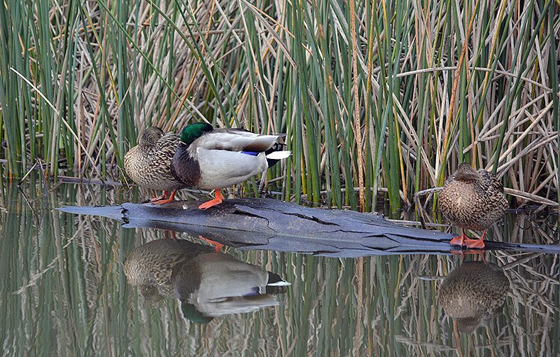 Mallards are hard to beat for grace and beauty. The drake’s dark-blue head shines iridescent green in the light, hence the nickname “greenhead.” Photo by Steven T. Callan