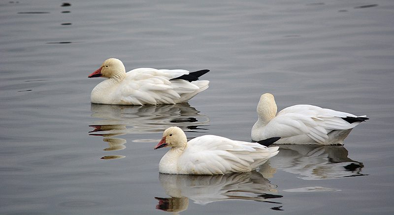 Lesser snow geese at Sacramento National Wildlife Refuge. Photo by Steven T. Callan