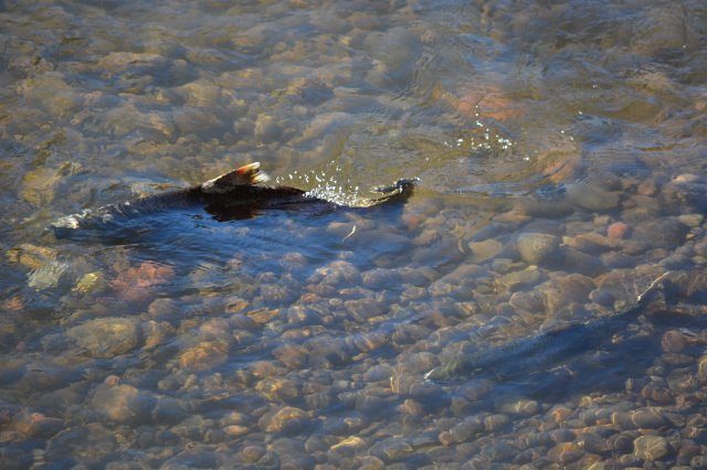 Pair of Chinook salmon in riffle downstream from the Coleman National Fish Hatchery weir. Many salmon are in advanced stages of decomposition by the time they reach their spawning waters in Battle Creek. Photo by Author Steven T. Callan.