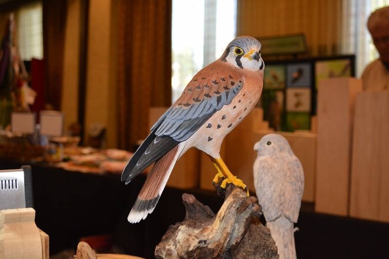 A beautiful American kestrel, carved by Chester Wilcox, on display at the Pacific Flyway Decoy Association Wildfowl Art Festival