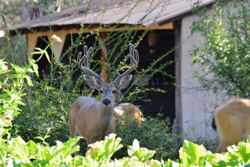 Deer are regular visitors, especially during hot summers when food and water are scarce. We never artificially feed deer but allow them to glean a few tomatoes at the end of the growing season. Several fawns have been born on the island over the years. Photo by author.