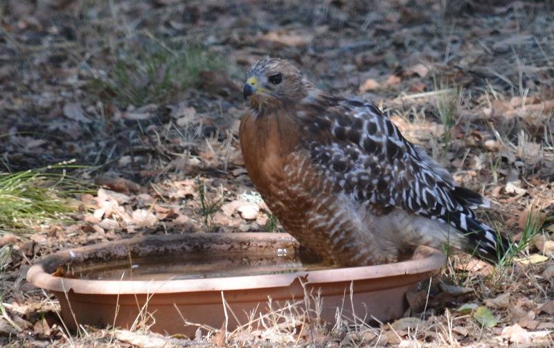 This red-shouldered hawk is escaping the summer heat in one of many water sources we’ve placed around the island. Photo by Steven T. Callan.