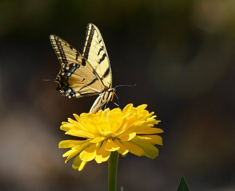 Caption: Plant wildlife-friendly flowers and they will come: swallowtails, buckeyes, monarchs, skippers, fritillaries, painted ladies, California sisters, mourning cloaks, . . . Photo by Steven T. Callan.