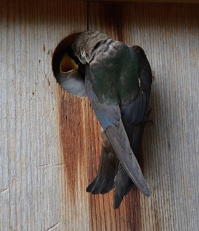 Every winter, I clean out all of the nest boxes and prepare them for new tenants, like these tree swallows. Photo by Kathy Callan.