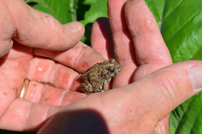 With all the welcome rains we received last spring came a bounty of young western toads like this one. Photo by Kathy Callan.