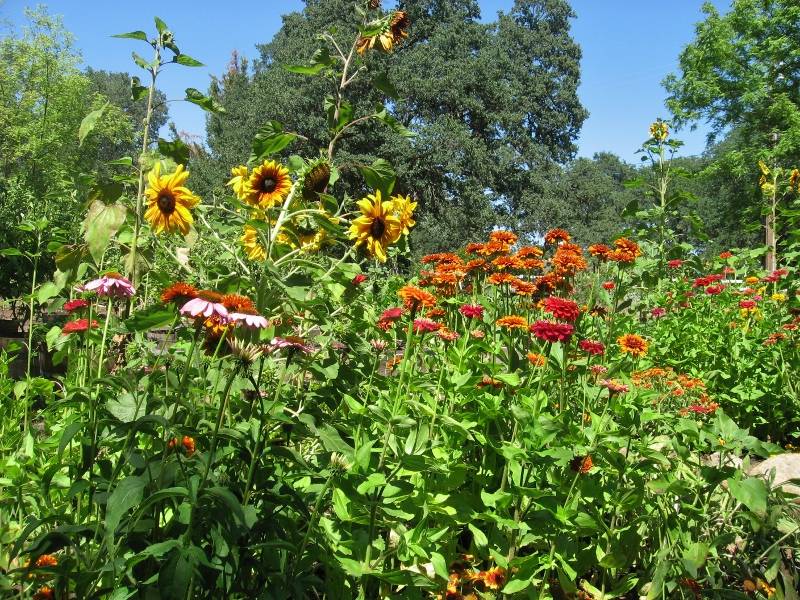 Every spring we roll out the welcome mat for hummingbirds, butterflies, goldfinches, and native bees by planting wildlife-friendly flowers like Zinnias, Rudbeckia, Echinacea, and sunflowers.