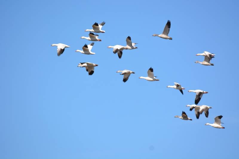 As a boy growing up in Orland, I would often hear the snow geese pass over our house in the fall as they made their way south. Photo by Steven T. Callan.