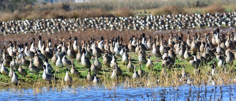 Pintails on the alert at the Sacramento National Wildlife Refuge. Photo by Steven T. Callan.