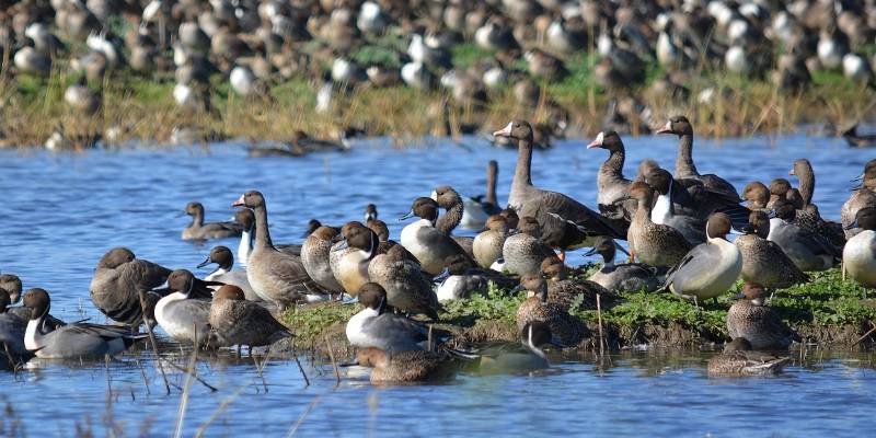 Pintails mingle with white-fronted geese at the Sacramento National Wildlife Refuge. Photo by Steven T. Callan.