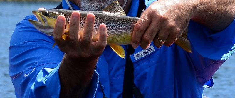 A German brown trout, like those featured in the chapter "Crowley Trout Opener," a chapter in Badges, Bears, and Eagles--The True-Life Adventures of a California Fish and Game Warden by Steven T. Callan.