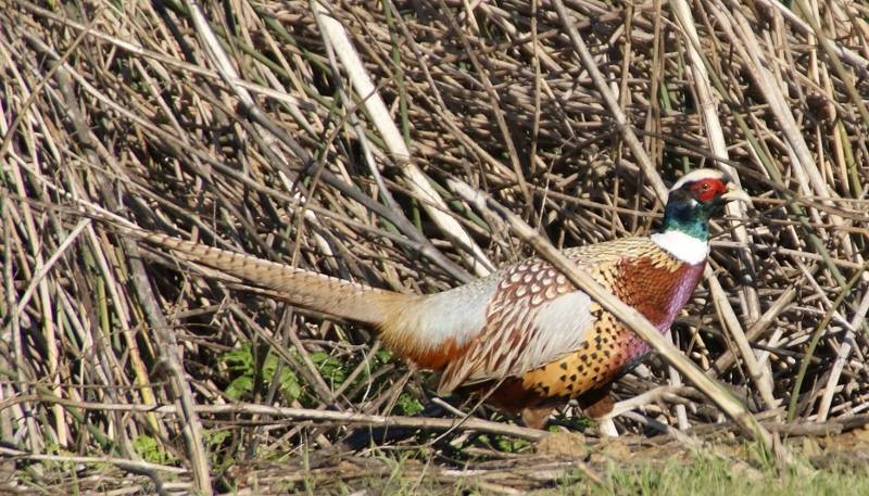 Ring-necked pheasants were plentiful in and around the rice fields of Butte County during the 1950s.