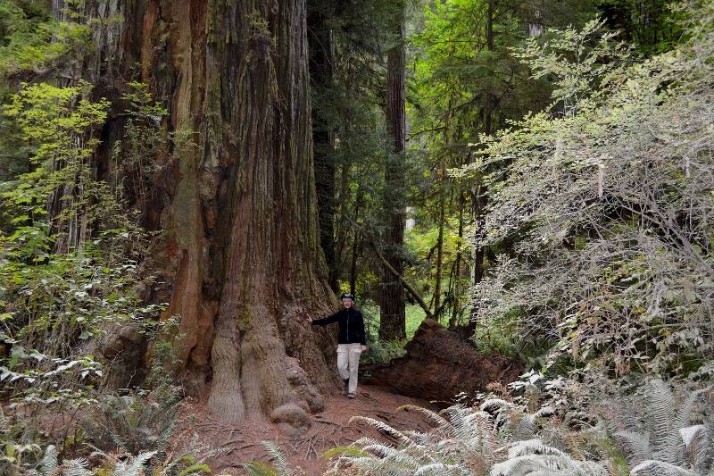 Kathy standing next to one of the tallest trees on Earth, in Redwood National and State Parks. Photo by Steven T. Callan.