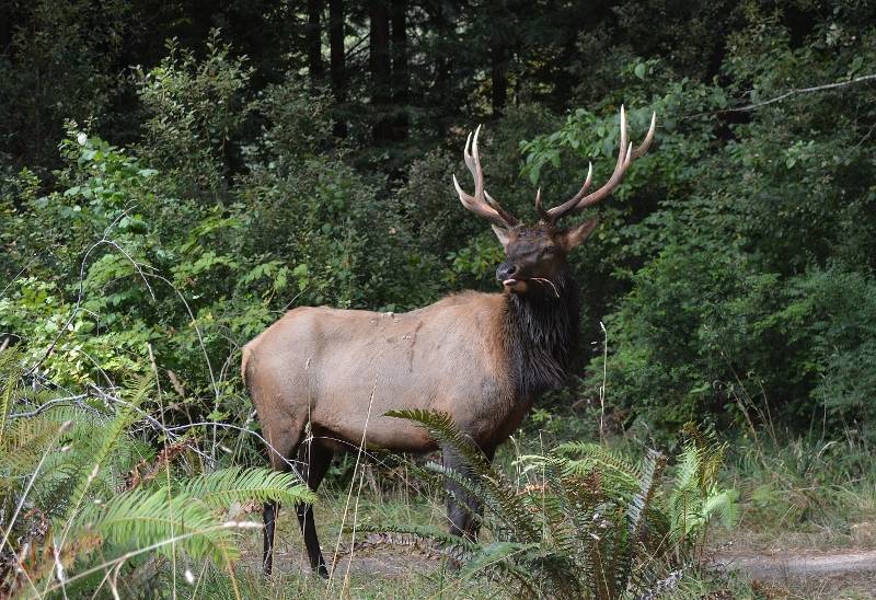 The creation of Prairie Creek State Park, now part of Redwood National and State Parks, was critical to the survival of Roosevelt elk, which numbered only 15 in 1925. Photo by Kathy Callan.