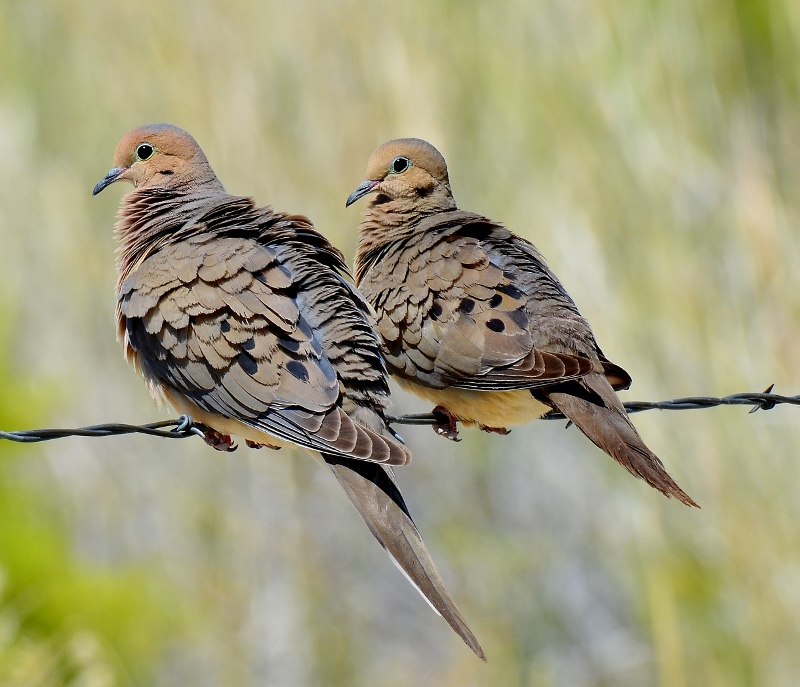 Mourning doves at Fish Slough, a wildlife paradise. Photo by Steven T. Callan.
