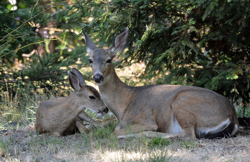 Doe and fawn resting and chewing their cuds in the shade of a redwood tree.