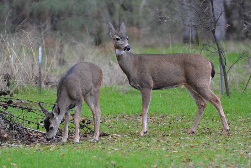 The changing seasons and the availability of acorns brought a change in the doe’s and fawn’s appearance. They grew more muscular, and their coats changed from dull brown to a glossy gray.