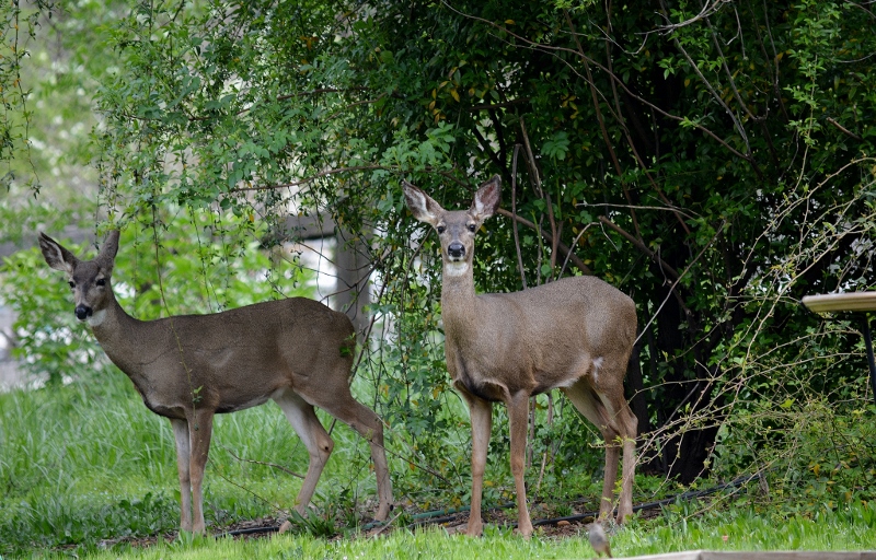 These two does arrived in March and remained until June. The slightly larger doe left for good while the other returned and raised her fawn in our backyard.