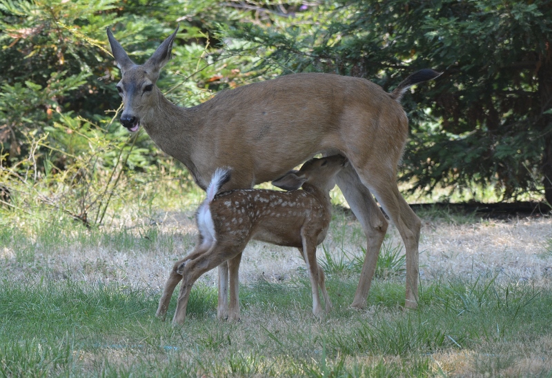 The fawn nursed frequently during his spotted stage.