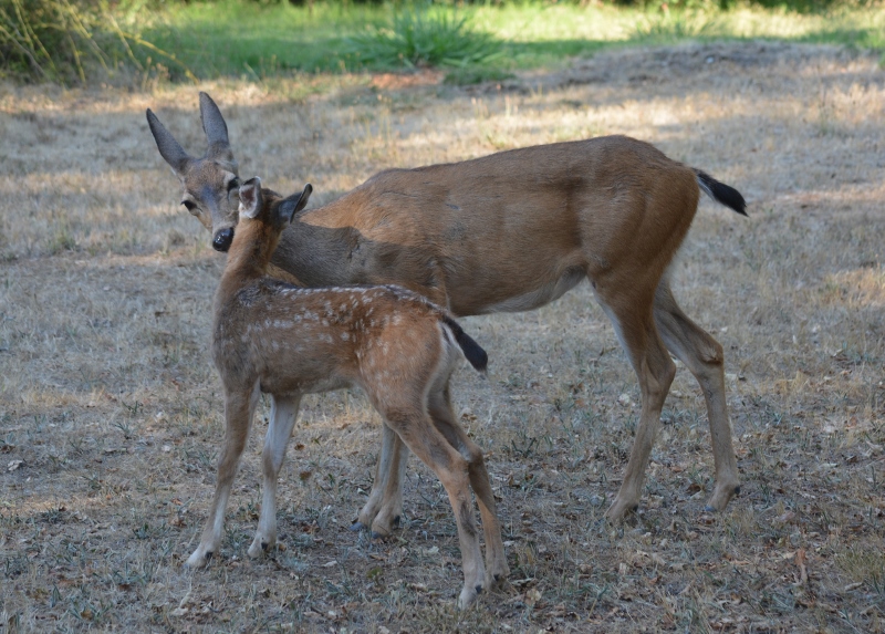 Doe and fawn frequently groomed each other, as part of the bonding process.