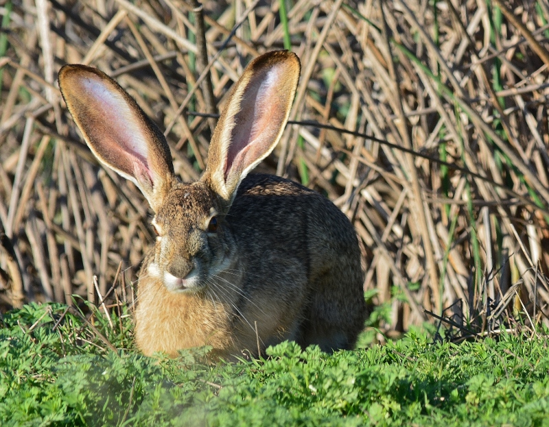 Sightings of thirty-five mammal species have been recorded inside the Sacramento National Wildlife Refuge Complex. Jackrabbits are commonly seen throughout the day. Cottontails scamper back and forth across the auto-tour roads before daylight. Black bear and mountain lion sightings are rare, but these larger mammals have been seen at the Sacramento River National Wildlife Refuge. Photo by Steven T. Callan.