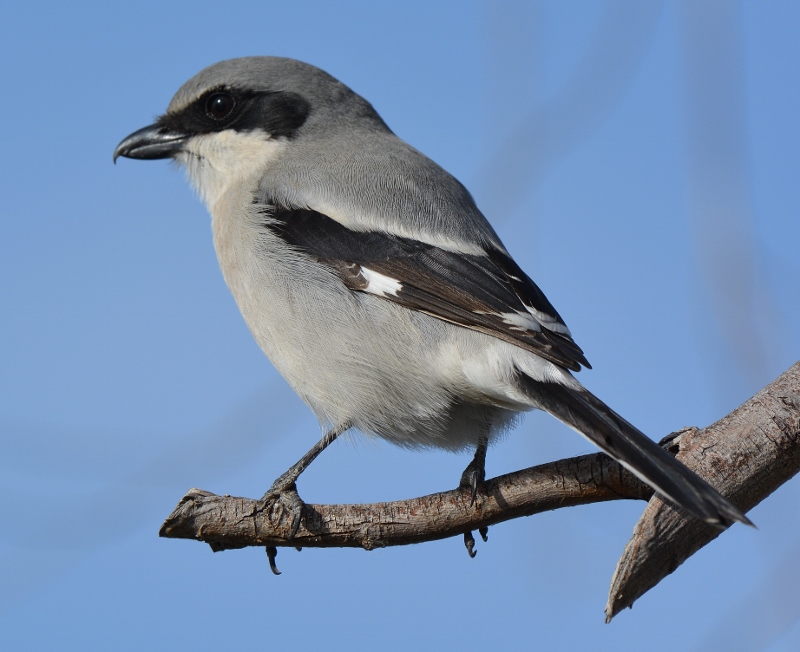 I’ve seen very few loggerhead shrikes over the years. Those I have seen were too far away and too wary for me to come close enough for a photograph. While at Llano Seco a few months ago, I spotted this one perched on a tree branch, ten feet away. Known for impaling prey (usually grasshoppers or mice) on tree thorns and barbed-wire fences, this predator is one of nature’s most clever and fascinating songbirds. Photo by Steven T. Callan.