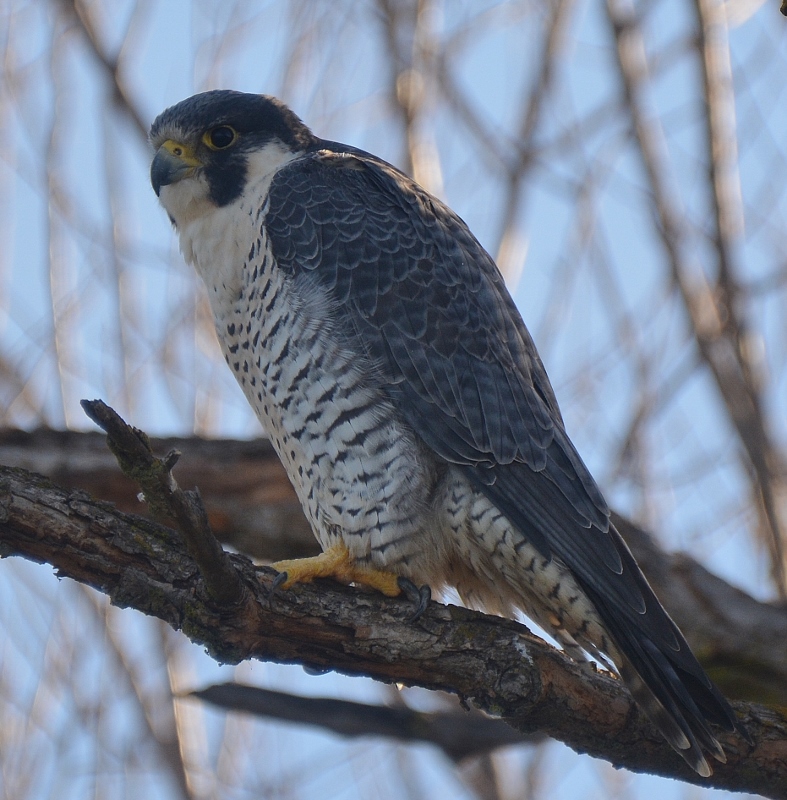 Seeing and photographing a peregrine falcon is the highlight of any visit to the Sacramento National Wildlife Refuge. This gorgeous raptor posed for Kathy and me early one morning last month. Photo by Steven T. Callan.