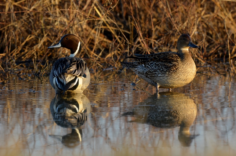 The best time to take photographs at the Sacramento National Wildlife Refuge is within an hour or two of sunup. The lighting is just right, and wildlife, like this pair of pintails, always look their best. Photo by Steven T. Callan.