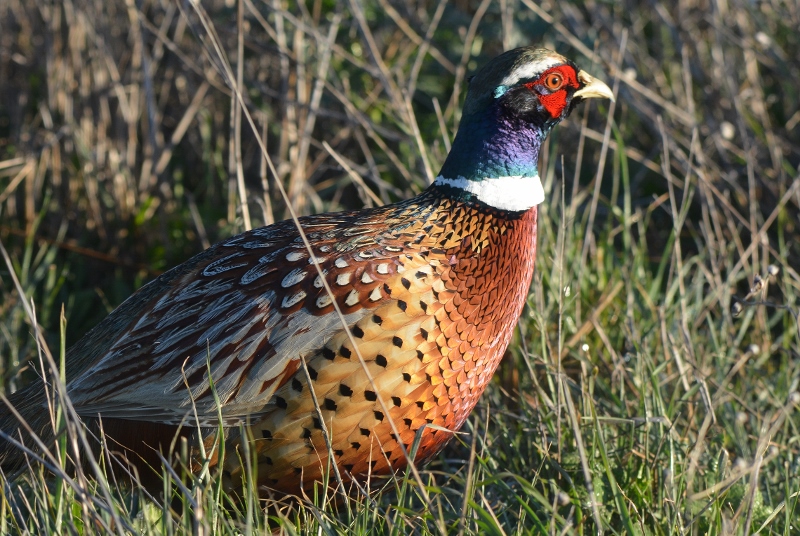 I’m frequently asked, during my book presentations, what happened to the pheasants, once plentiful in the northern Sacramento Valley. My answer is always the same: diminishing habitat. One of the few places where pheasants still thrive is within the confines of the Sacramento National Wildlife Refuge Complex. Photo by Steven T. Callan.