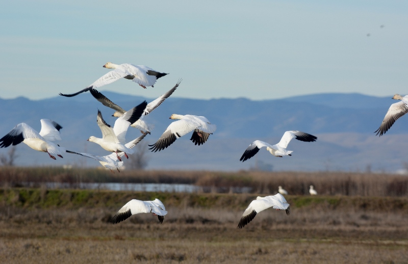 Because of habitat provided within the refuge system, crop damage caused by snow geese has been reduced on private agricultural lands. Photo by Steven T. Callan.