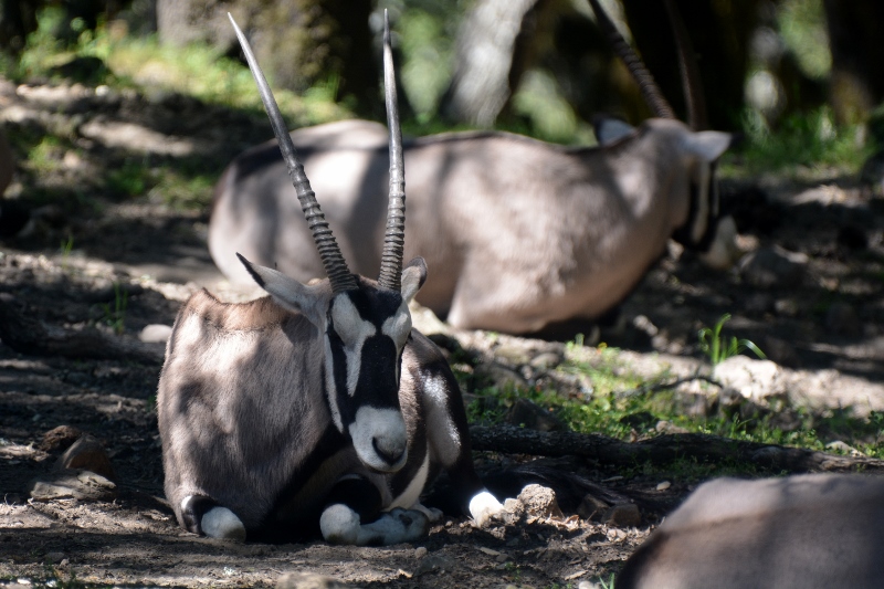 Topping a hillside, we discovered this small herd of gemsbok snoozing amongst the oaks. Photo by Steven T. Callan.