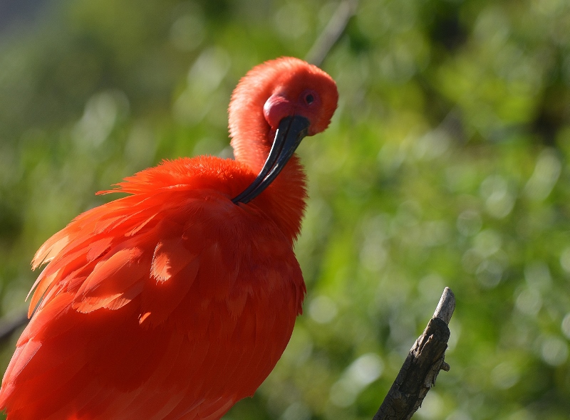 Safari West is also a sanctuary for gorgeous exotic birds like this scarlet ibis. Photo by Steven T. Callan.
