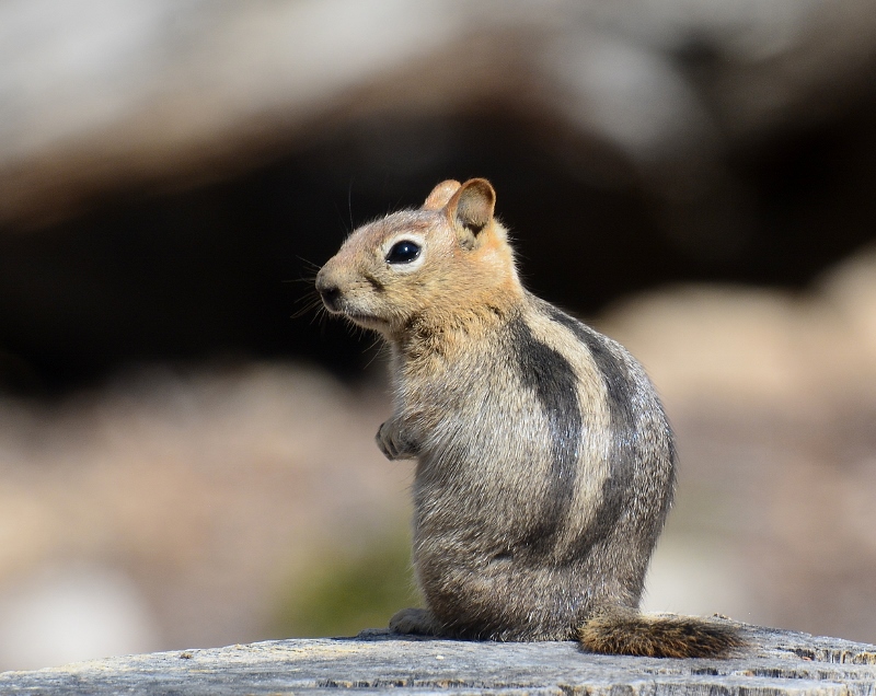 Other than humans, this golden-mantled ground squirrel was the only mammal we saw at 10,000 feet. Photo by Steven T Callan.