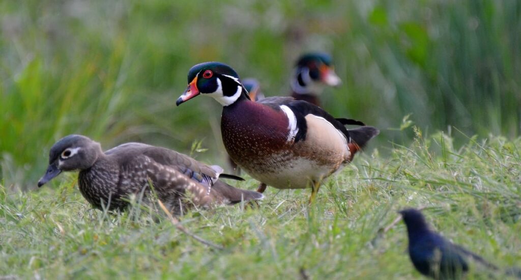 Wood ducks will leave the safety of the water and the trees to march overland in search of acorns, seeds, nuts, berries, and insects. Photo by Steven T. Callan.