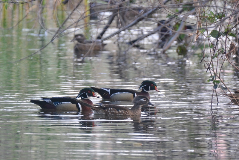 Wood ducks are drawn to isolated streams and backwaters often bordered by oaks, sycamores, willows, and overhanging vegetation. Photo by Steven T. Callan.