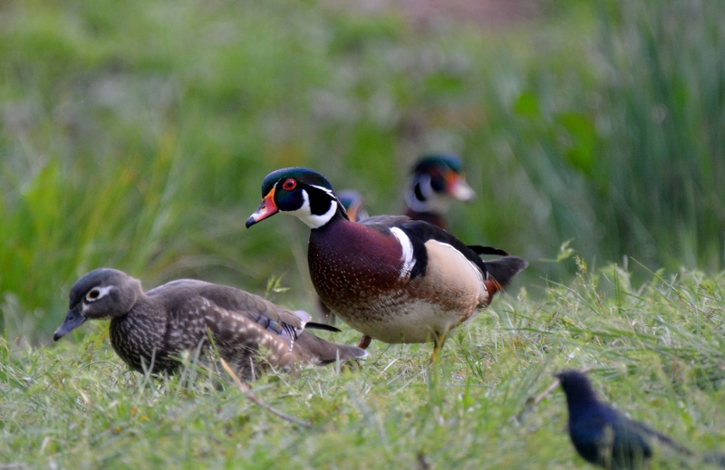 Wood ducks will leave the safety of the water and the trees to march overland in search of acorns, seeds, nuts, berries, and insects. Photo by Steven T. Callan.