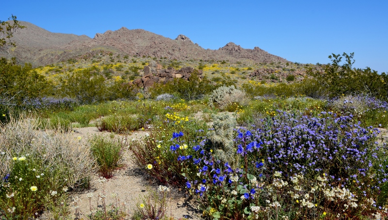 Blue and lavender wildflowers dominate the foreground, and yellow wildflowers decorate the hillsides in this scene from Joshua Tree National Park. Photo by Author Steven T. Callan.