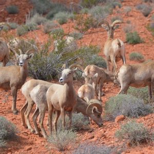 A herd of bighorn sheep in Valley of Fire State Park. Photo by Author Steven T. Callan.