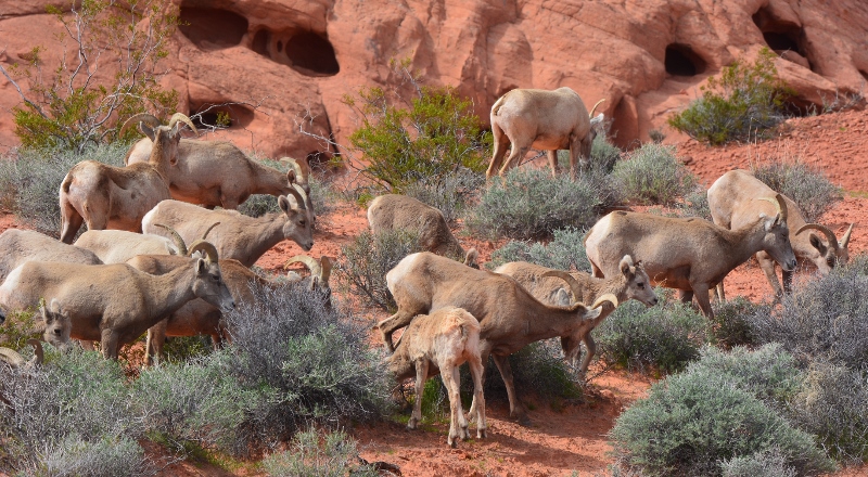 Bighorn sheep forage in Nevada's Valley of Fire State Park. Photo by Author Steven T. Callan.