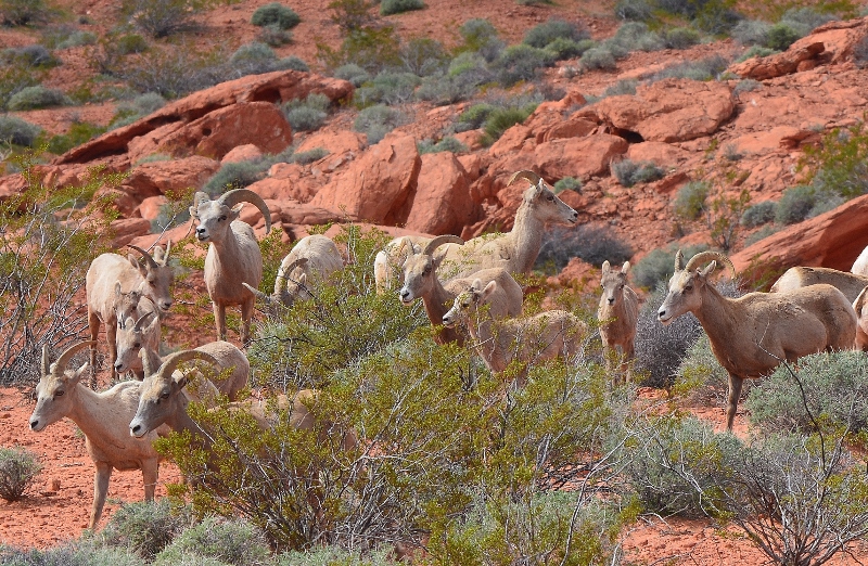 A herd of bighorn sheep, consisting mostly of ewes, with one ram and three lambs, at Valley of Fire State Park, Nevada. Photo by Author Steven T. Callan.