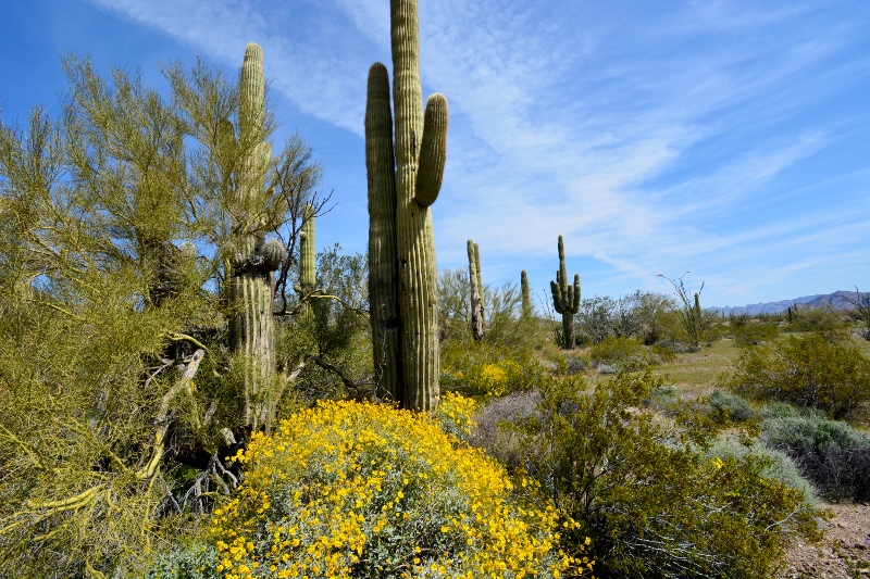 Saguaro cacti and blooming wildflowers decorate the Kofa National Wildlife Refuge. Photo by author Steven T. Callan.