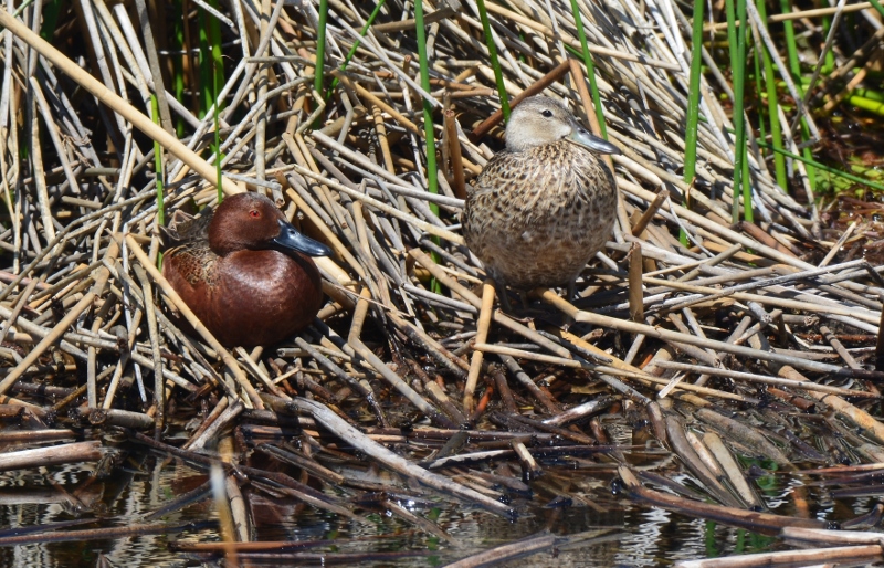 Cinnamon teal commonly breed within the confines of the Butte Valley Wildlife Area during the spring.