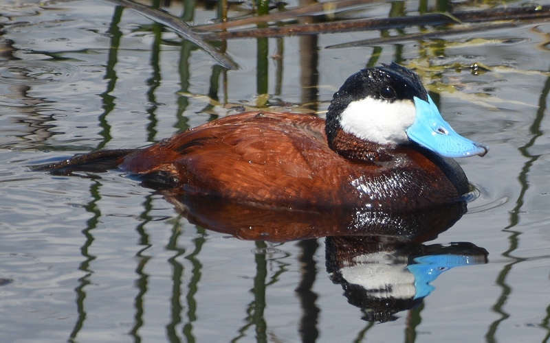 Butte Valley Wildlife Area plays host to drake ruddy ducks in their striking breeding attire.