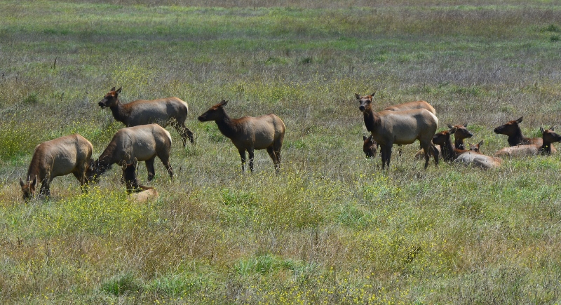During our recent trip to the Central Coast, we counted seventy members of the San Simeon elk herd. Photo by author Steven T. Callan.